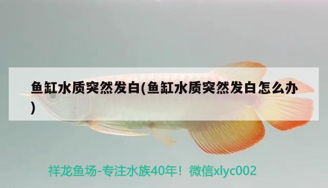 龙鱼身上长白色絮状物是什么（龙鱼身上长白色絮状物是什么原因） 广州龙鱼批发市场 第2张
