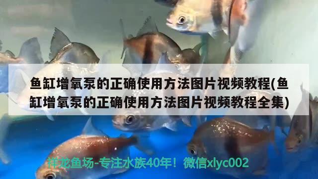 鱼缸增氧泵的正确使用方法图片视频教程(鱼缸增氧泵的正确使用方法图片视频教程全集)