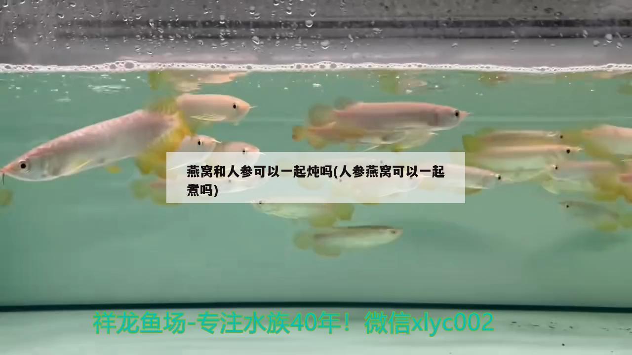 家里养金鱼有过滤水还要不要开氧气呢，怎么样才能让金鱼不用氧气