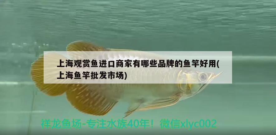 上海观赏鱼进口商家有哪些品牌的鱼竿好用(上海鱼竿批发市场) 垂钓乐园