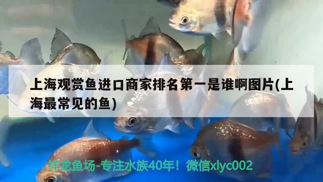青海生物科技产业园闵嘉水族馆 白子关刀鱼 第2张