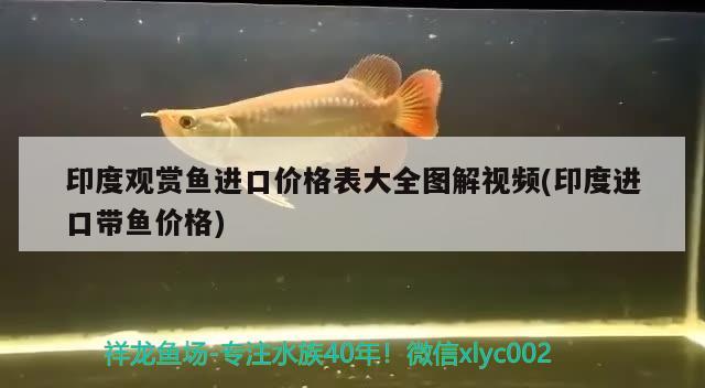 上海鱼缸定做厂家电话 上海 鱼缸 龙凤鲤鱼 第1张