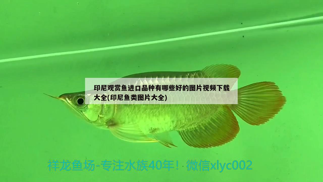 鱼缸柜制作过程视频大全（自己怎么做鱼缸柜视频） 三色锦鲤鱼 第1张