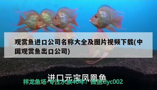 观赏鱼进口公司名称大全及图片视频下载(中国观赏鱼出口公司) 观赏鱼进出口