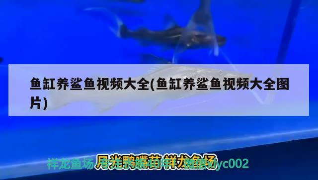 海西蒙古族藏族自治州水族馆白天拍一张 锦鲤鱼 第3张