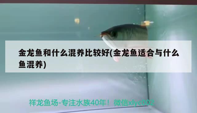 龙鱼会跳缸吗?(龙鱼跳缸意味着什么意思) 广州龙鱼批发市场