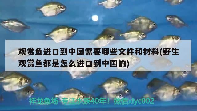 观赏鱼进口到中国需要哪些文件和材料(野生观赏鱼都是怎么进口到中国的)