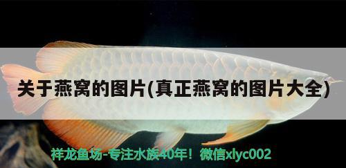 江苏泰州金龙鱼工厂在哪里啊（江苏泰州金龙鱼工厂在哪里啊电话） 鱼缸水质稳定剂 第2张