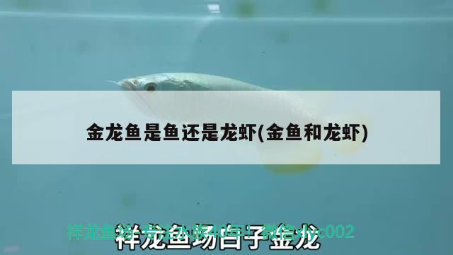 黄金猫鱼怎么养殖视频大全 黄金猫鱼怎么养殖视频大全图片 祥龙进口元宝凤凰鱼