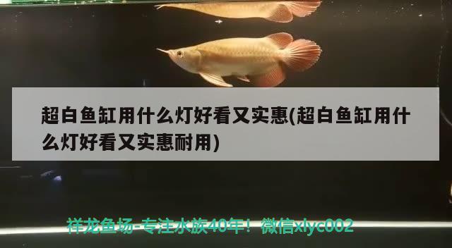 龙鱼鱼鳞白色怎么办（龙鱼鱼鳞白色怎么办啊） 广州龙鱼批发市场 第1张