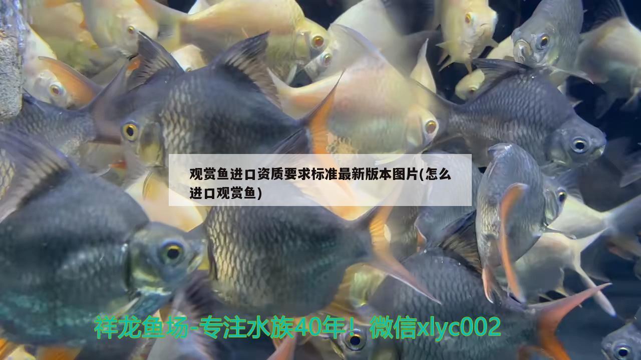 观赏鱼进口资质要求标准最新版本图片(怎么进口观赏鱼) 观赏鱼进出口
