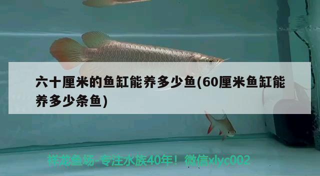 六十厘米的鱼缸能养多少鱼(60厘米鱼缸能养多少条鱼)