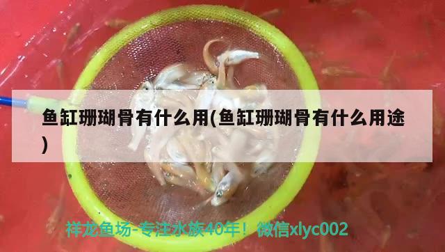 鱼缸珊瑚骨有什么用(鱼缸珊瑚骨有什么用途) 广州祥龙国际水族贸易