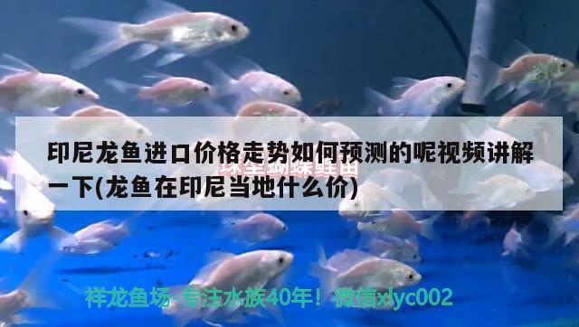 柳州观赏鱼市场快乐
