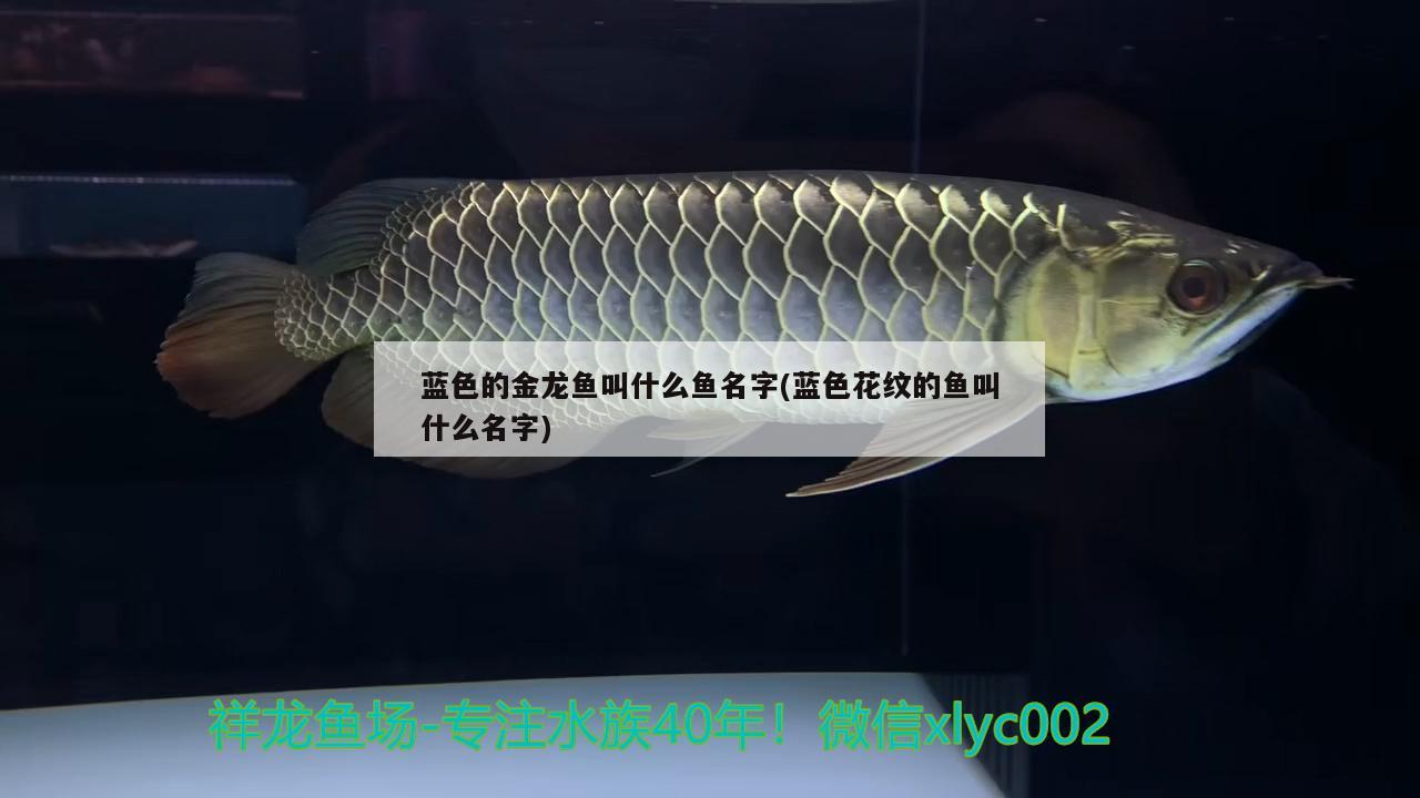 北京骄麟鱼缸厂：北京骄麟鱼缸厂营业执照