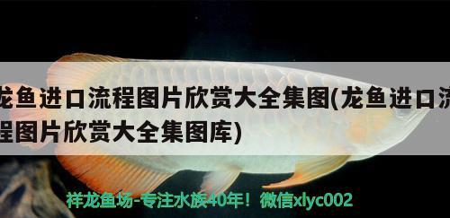 阜阳市宏花卉店 全国水族馆企业名录 第3张