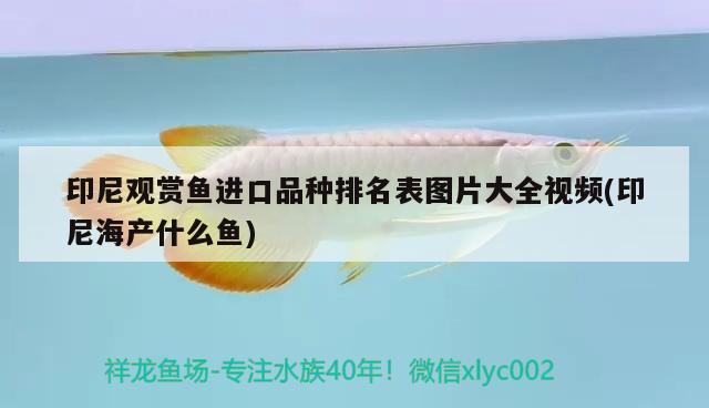石家庄鱼缸定做店哪家好一点：石家庄定做鱼缸的地址和电话 广州水族批发市场 第2张