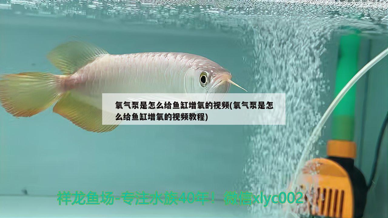 氧气泵是怎么给鱼缸增氧的视频(氧气泵是怎么给鱼缸增氧的视频教程)