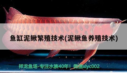 鱼缸泥鳅繁殖技术(泥鳅鱼养殖技术)