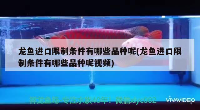 鱼缸滤材批发市场价格(鱼缸滤材批发市场价格) 广州祥龙国际水族贸易