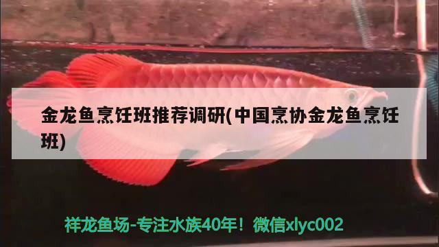 金龙鱼烹饪班推荐调研(中国烹协金龙鱼烹饪班)