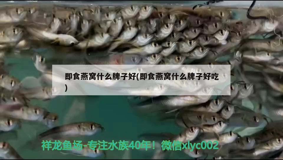 济南观赏鱼市场有哪些品种：济南观赏鱼批发市场地址 观赏鱼批发 第2张