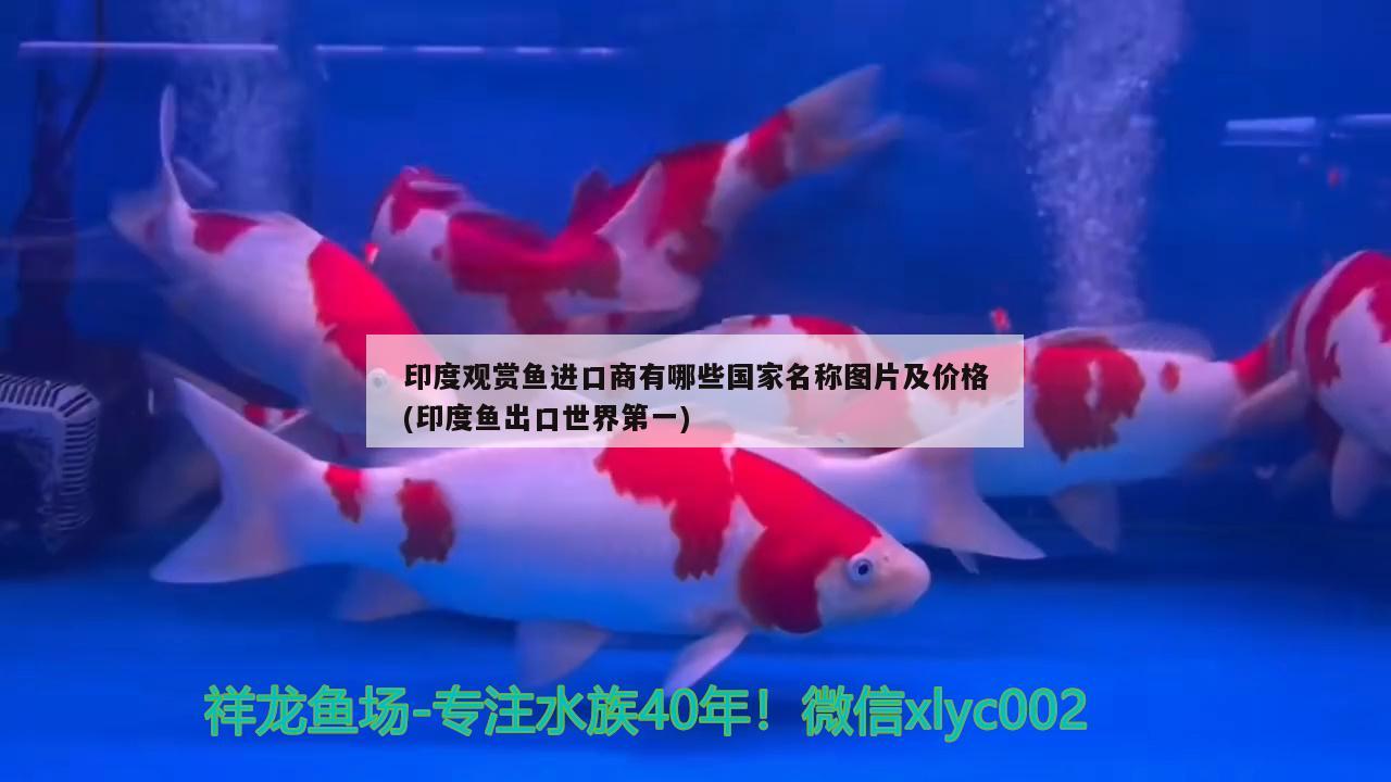 北京神龙飞观赏鱼店 全国水族馆企业名录 第2张