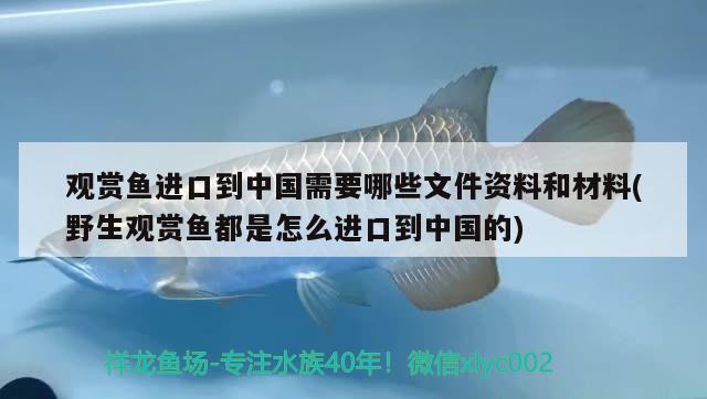 观赏鱼进口到中国需要哪些文件资料和材料(野生观赏鱼都是怎么进口到中国的) 观赏鱼进出口