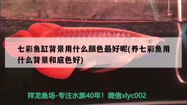 三湖慈鲷红花孔雀最大多少：三湖慈鲷孔雀红珊瑚
