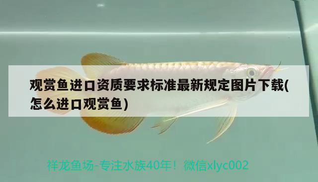 龙鱼的种类及种类，蓝色龙鱼是什么品种的龙鱼是什么品种龙鱼是什么品种 红尾平克鱼 第3张