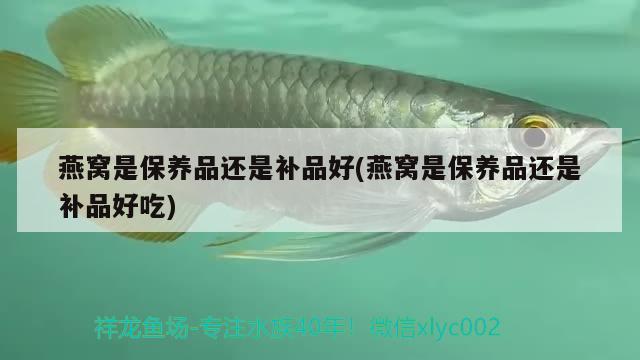 龙鱼的种类及种类，蓝色龙鱼是什么品种的龙鱼是什么品种龙鱼是什么品种 红尾平克鱼 第1张