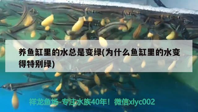 养鱼缸里的水总是变绿(为什么鱼缸里的水变得特别绿) 黄金河虎鱼