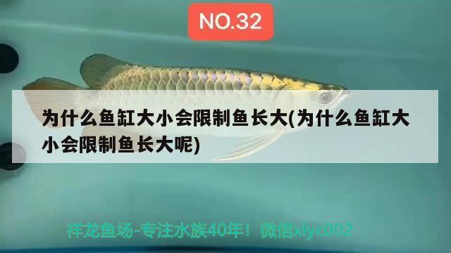 为什么鱼缸大小会限制鱼长大(为什么鱼缸大小会限制鱼长大呢) 七彩神仙鱼
