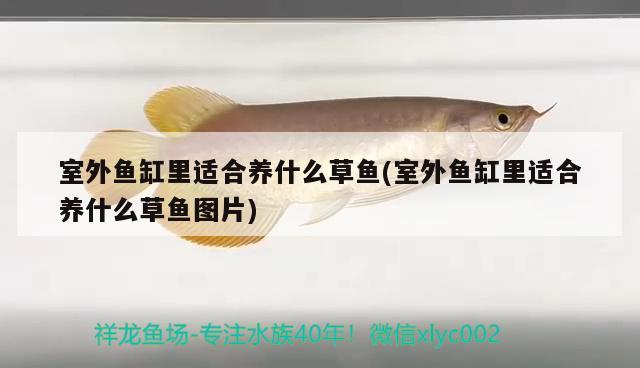 室外鱼缸里适合养什么草鱼(室外鱼缸里适合养什么草鱼图片) 黄金河虎鱼