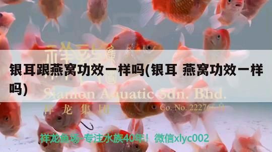 成都水族馆定期更新 战车红龙鱼 第2张