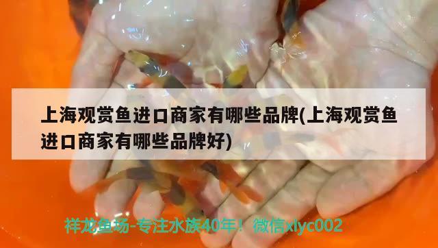 上海观赏鱼进口商家有哪些品牌(上海观赏鱼进口商家有哪些品牌好)