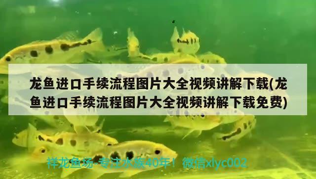 广州水族馆财神笑+小鹦鹉 鹦鹉鱼 第3张