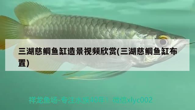 三湖慈鲷鱼缸造景视频欣赏(三湖慈鲷鱼缸布置)