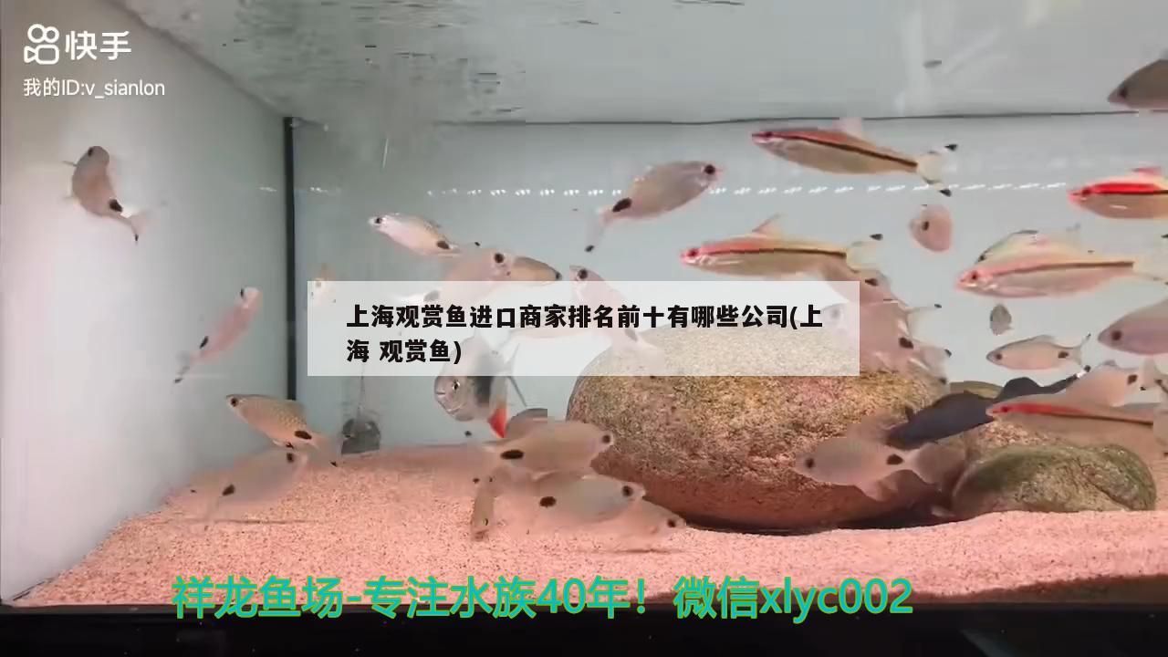 上海观赏鱼进口商家排名前十有哪些公司(上海观赏鱼) 观赏鱼进出口