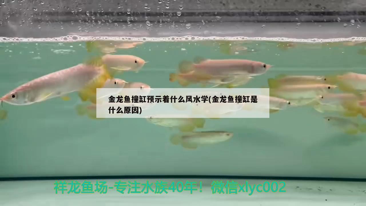 金龙鱼撞缸预示着什么风水学(金龙鱼撞缸是什么原因)