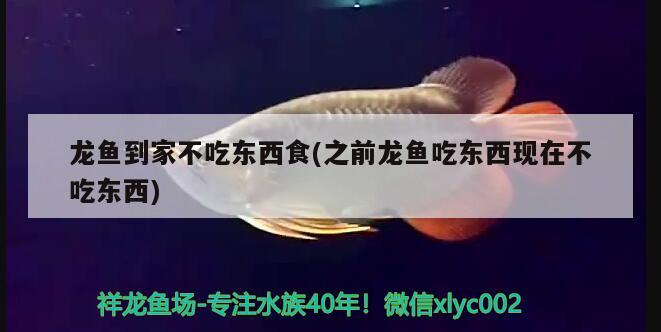 鱼缸养鱼放小苏打作用：鱼缸放小苏打还是大苏打 广州水族批发市场 第1张