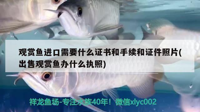 50公分的鱼缸可以养银龙鱼吗?：50公分的鱼缸可以养银龙鱼吗视频