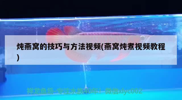 养的第一条红龙 广州观赏鱼批发市场 第2张
