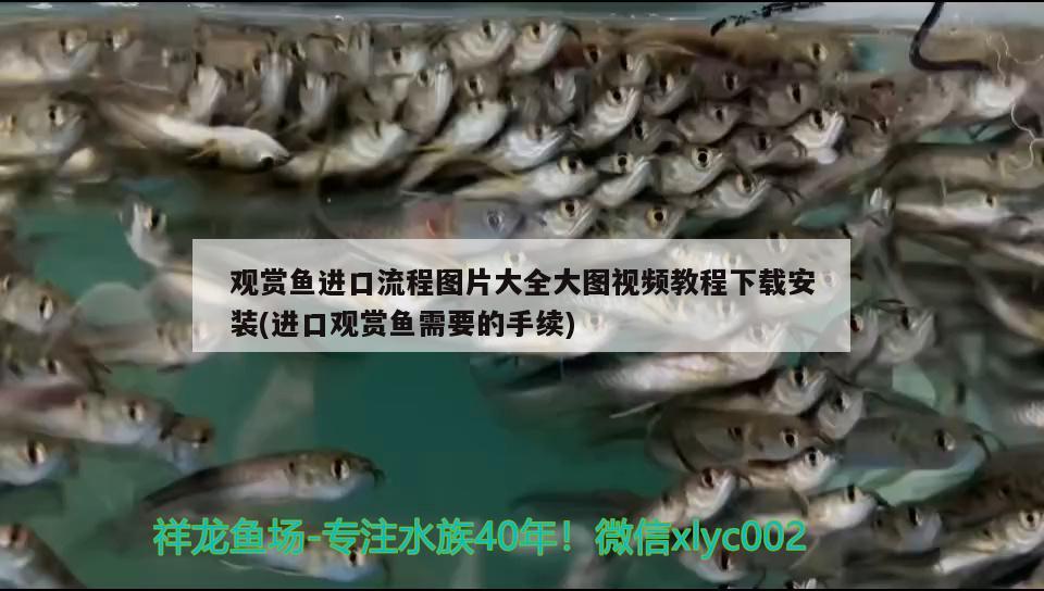 观赏鱼进口流程图片大全大图视频教程下载安装(进口观赏鱼需要的手续) 观赏鱼进出口