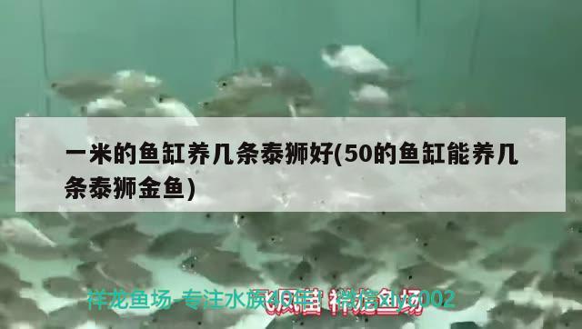 一米的鱼缸养几条泰狮好(50的鱼缸能养几条泰狮金鱼) 绿皮皇冠豹鱼