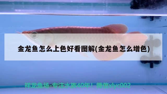 上饶观赏鱼市场龙鱼红酵母菌用起来 观赏鱼市场（混养鱼） 第2张