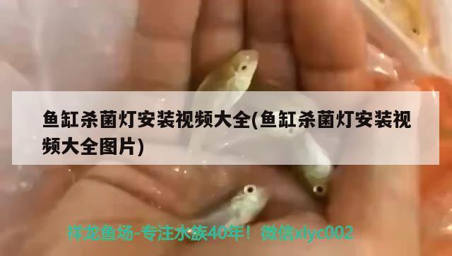 银龙鱼苗养到20厘米要多久才能长大呀(银龙鱼苗养到20厘米要多久才能长大呀视频) 苏虎 第2张