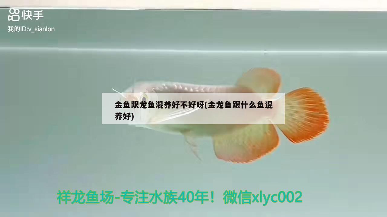 金鱼跟龙鱼混养好不好呀(金龙鱼跟什么鱼混养好) 广州水族批发市场