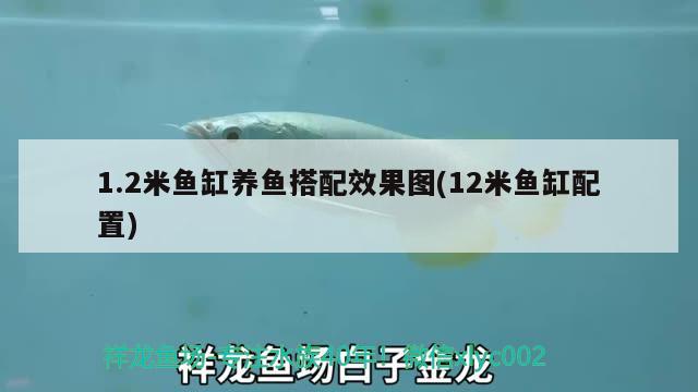 吴忠龙鱼:中国吃的龙鱼产自哪里