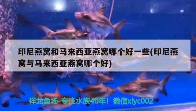吴忠龙鱼:中国吃的龙鱼产自哪里